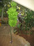 Musa &times; paradisiaca