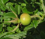 Rosa rugosa. Плод. Новосибирская обл., г. Новосибирск, окр. Академгородка, побережье Новосибирского вдхр., прибрежные пески, среди зарослей Hippophae rhamnoides. 5 августа 2017 г.