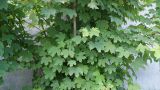 Acer pseudoplatanus. Нижняя часть кроны молодого дерева. Камчатский край, Петропавловск-Камчатский, центр города, в культуре. 17.07.2017.