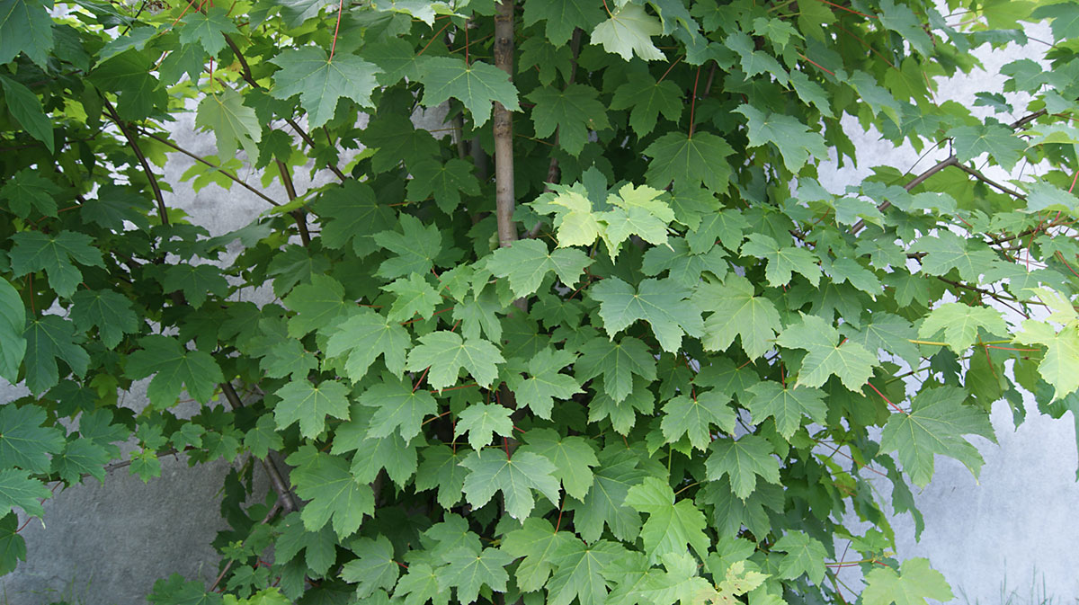 Image of Acer pseudoplatanus specimen.