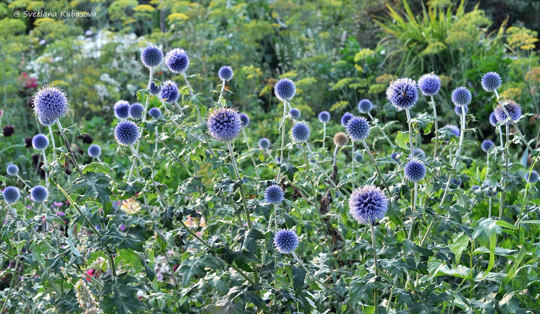 Изображение особи Echinops bannaticus.