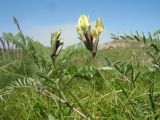 Astragalus bossuensis