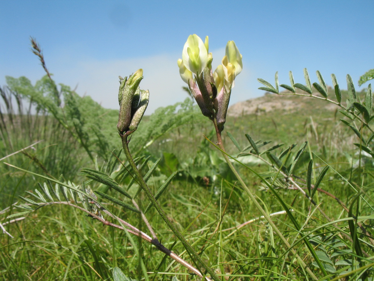 Изображение особи Astragalus bossuensis.