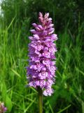 Dactylorhiza baltica. Соцветие. Московская обл., Одинцовский р-н, окр. г. Кубинка, луг на берегу пруда. 14.06.2016.