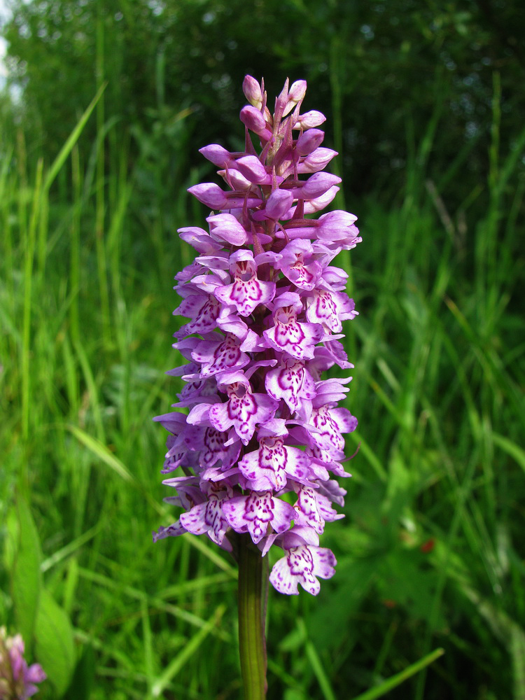 Изображение особи Dactylorhiza baltica.