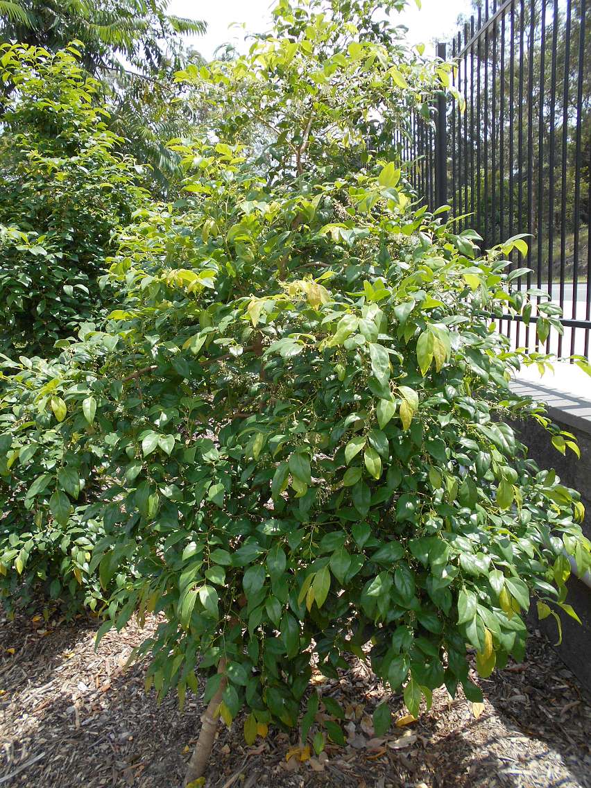 Image of Phyllanthus cuscutiflorus specimen.
