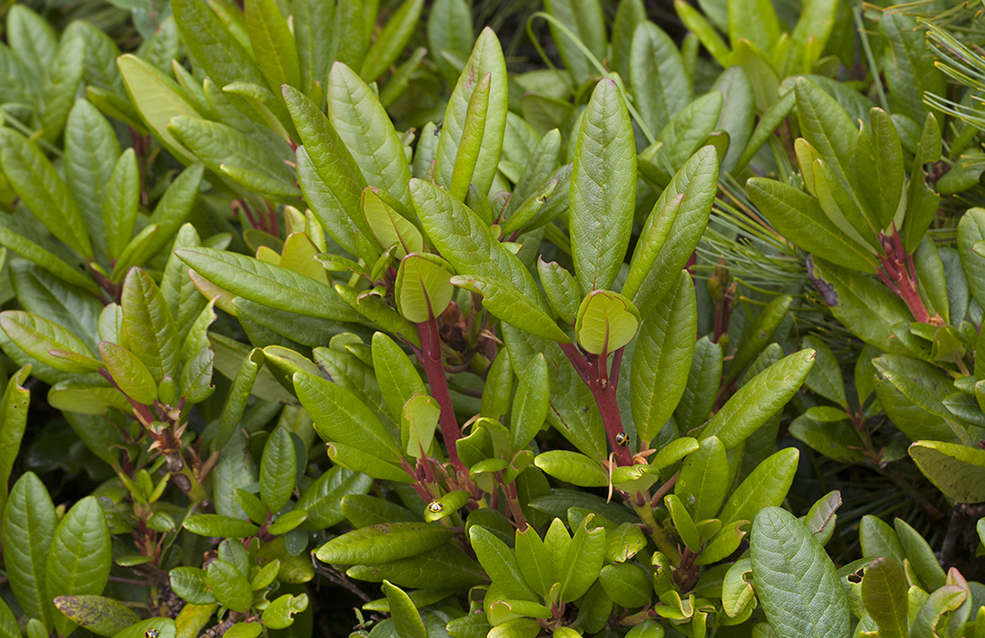 Image of Rhododendron aureum specimen.