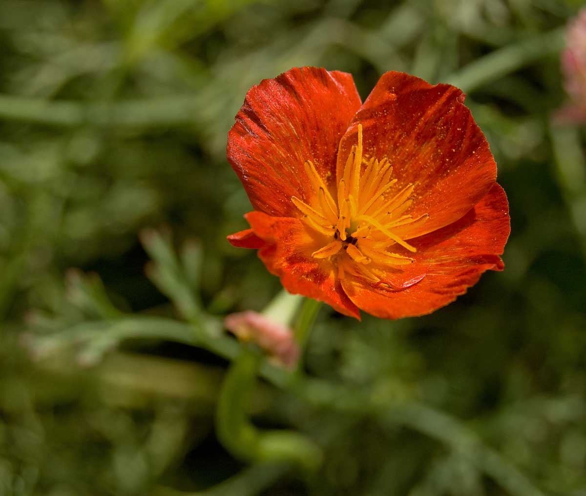 Image of Eschscholzia californica specimen.