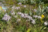 Dianthus superbus. Цветущее растение. Мурманская обл., Кольский р-н, побережье Подпахтинской губы, приморский луг. 01.08.2017.