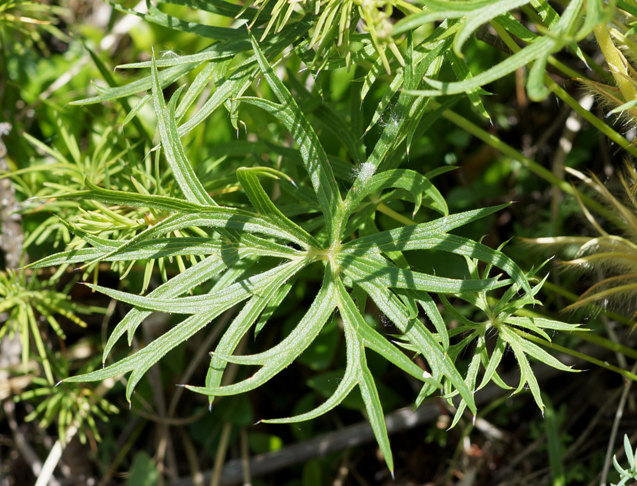 Image of Pulsatilla multifida specimen.