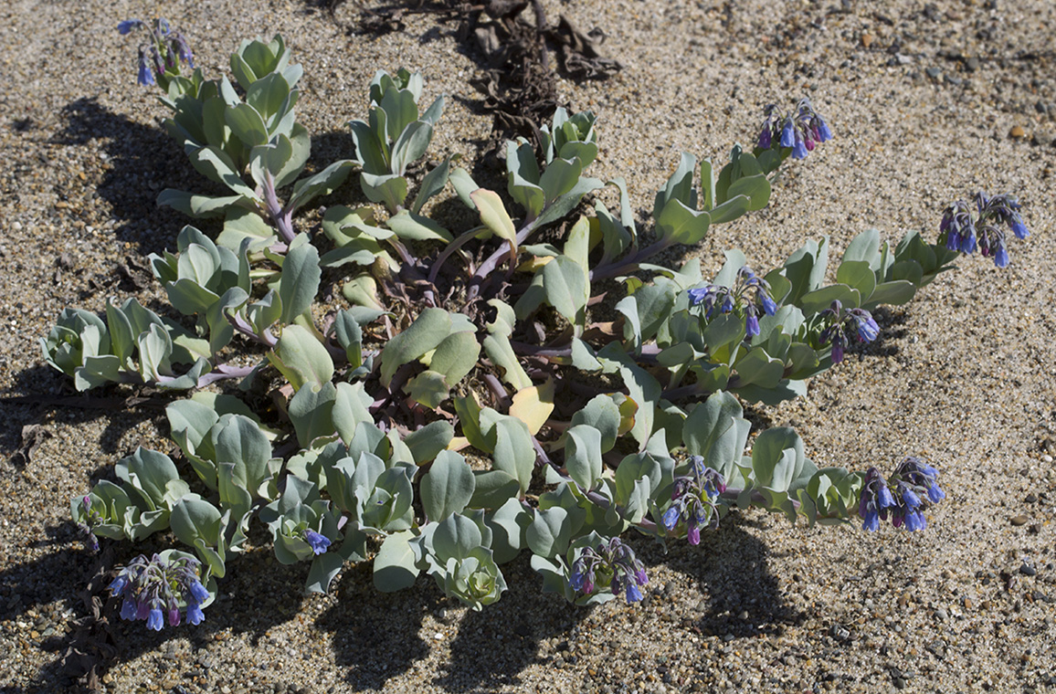 Image of Mertensia maritima specimen.