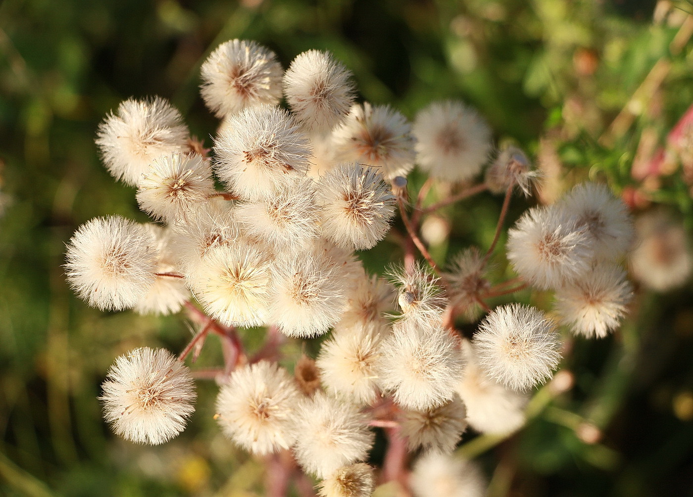 Image of Erigeron acris specimen.