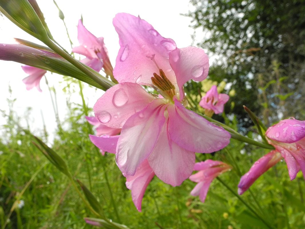 Изображение особи Gladiolus italicus.