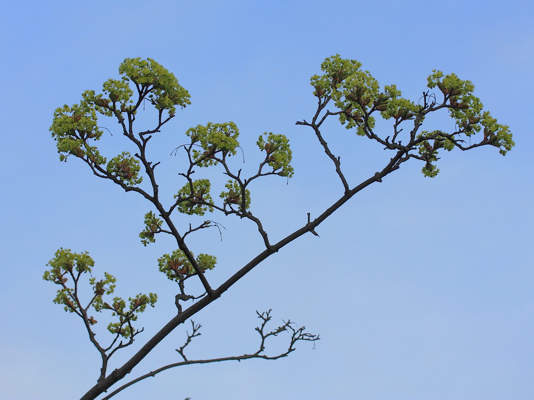 Image of Acer platanoides specimen.