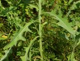 Sonchus subspecies uliginosus