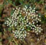 Falcaria vulgaris