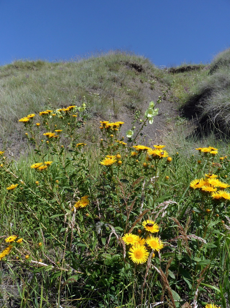 Изображение особи Inula aspera.