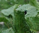 Rumex alpinus. Верхушка объеденного листа со спаривающимися щавелевыми листоедами (Gastrophysa viridula). Кабардино-Балкария, Эльбрусский р-н, долина р. Терскол. 24 мая 2013 г.