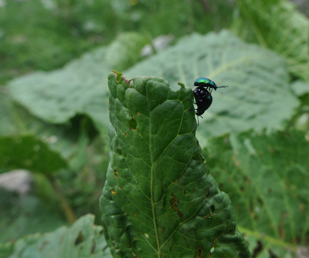 Изображение особи Rumex alpinus.