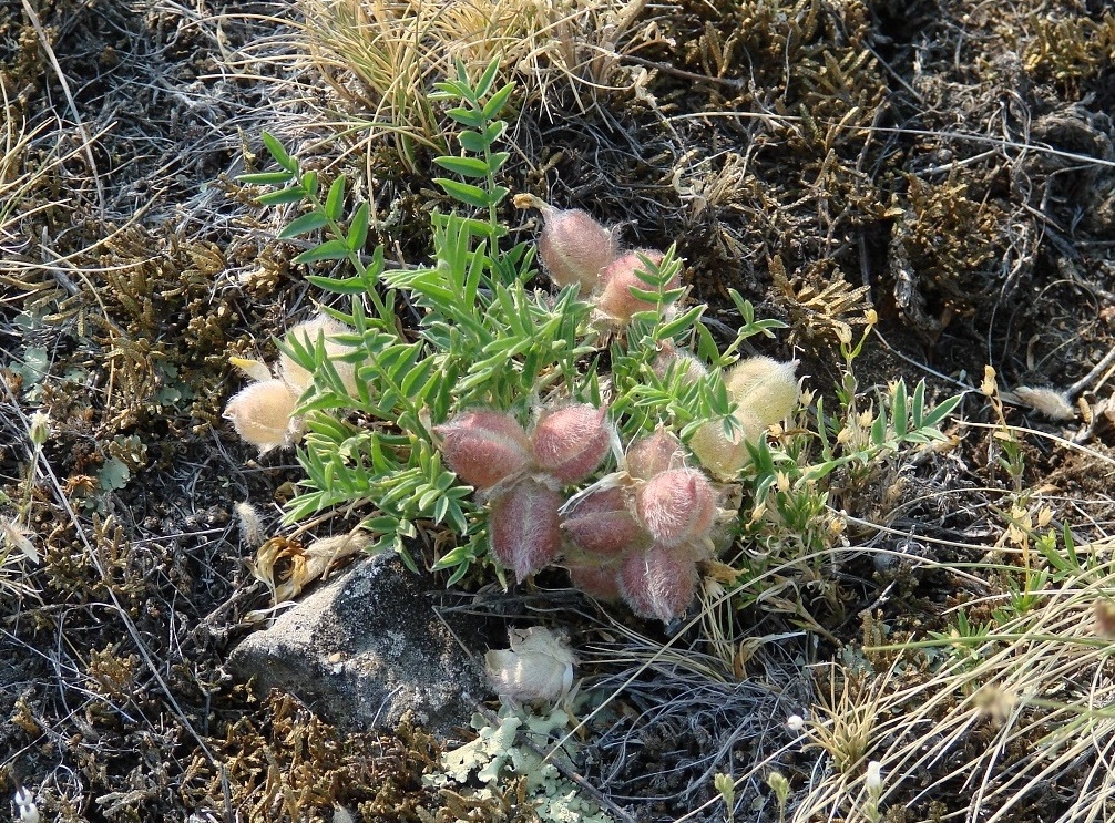 Image of Oxytropis peschkovae specimen.