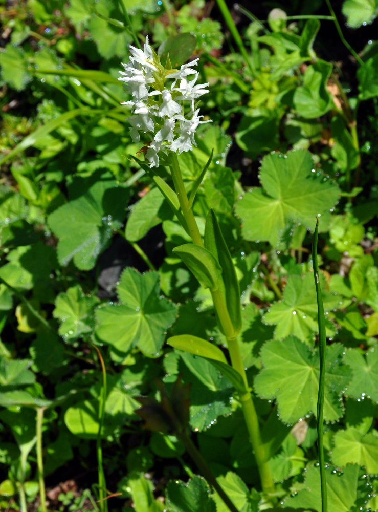 Image of genus Dactylorhiza specimen.