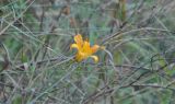 Hemerocallis fulva