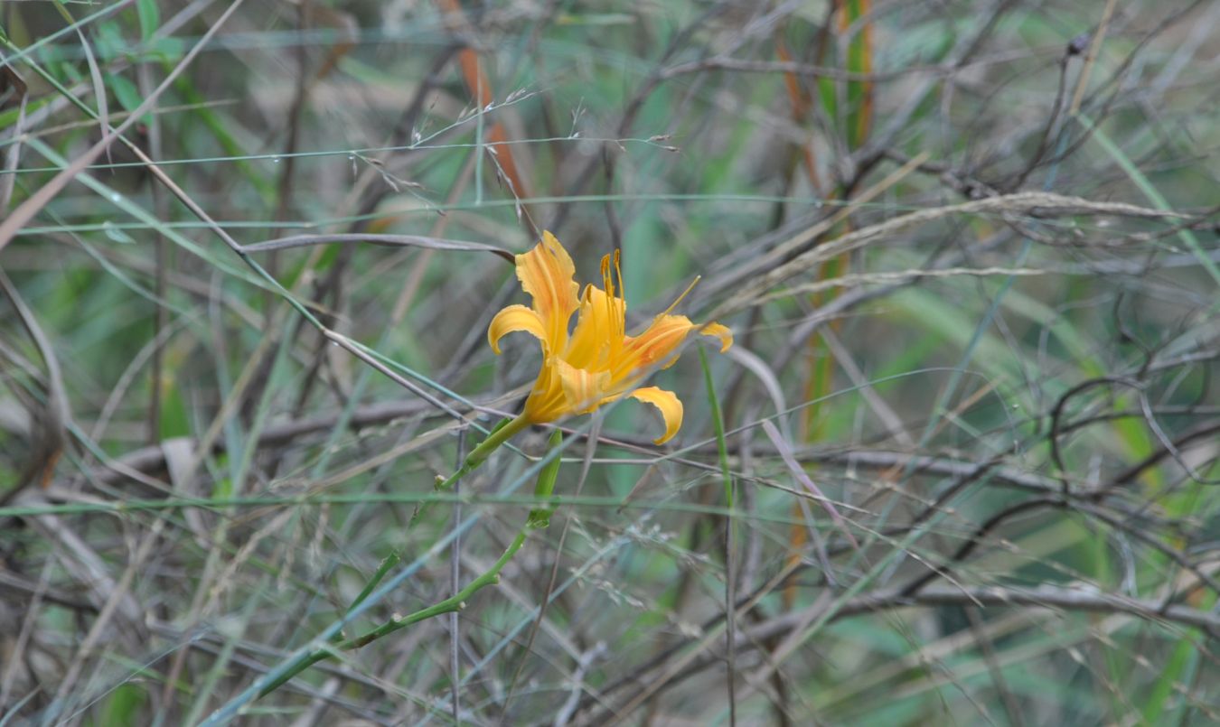 Image of Hemerocallis fulva specimen.