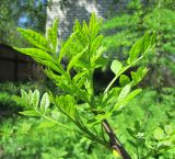 Zanthoxylum americanum