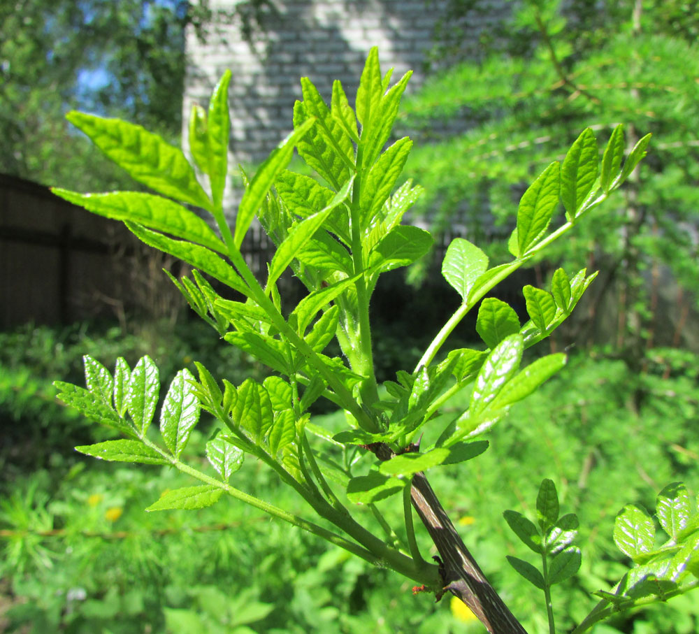 Image of Zanthoxylum americanum specimen.