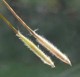 Stipa brauneri. Семена (размер от носика до ости - десять мм). Краснодарский край, Кущёвский р-н, станица Шкуринская, сухой склон. 19.05.2010.