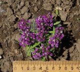 Lobularia maritima