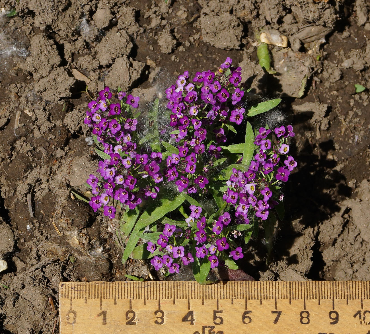 Image of Lobularia maritima specimen.