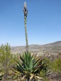 Agave salmiana