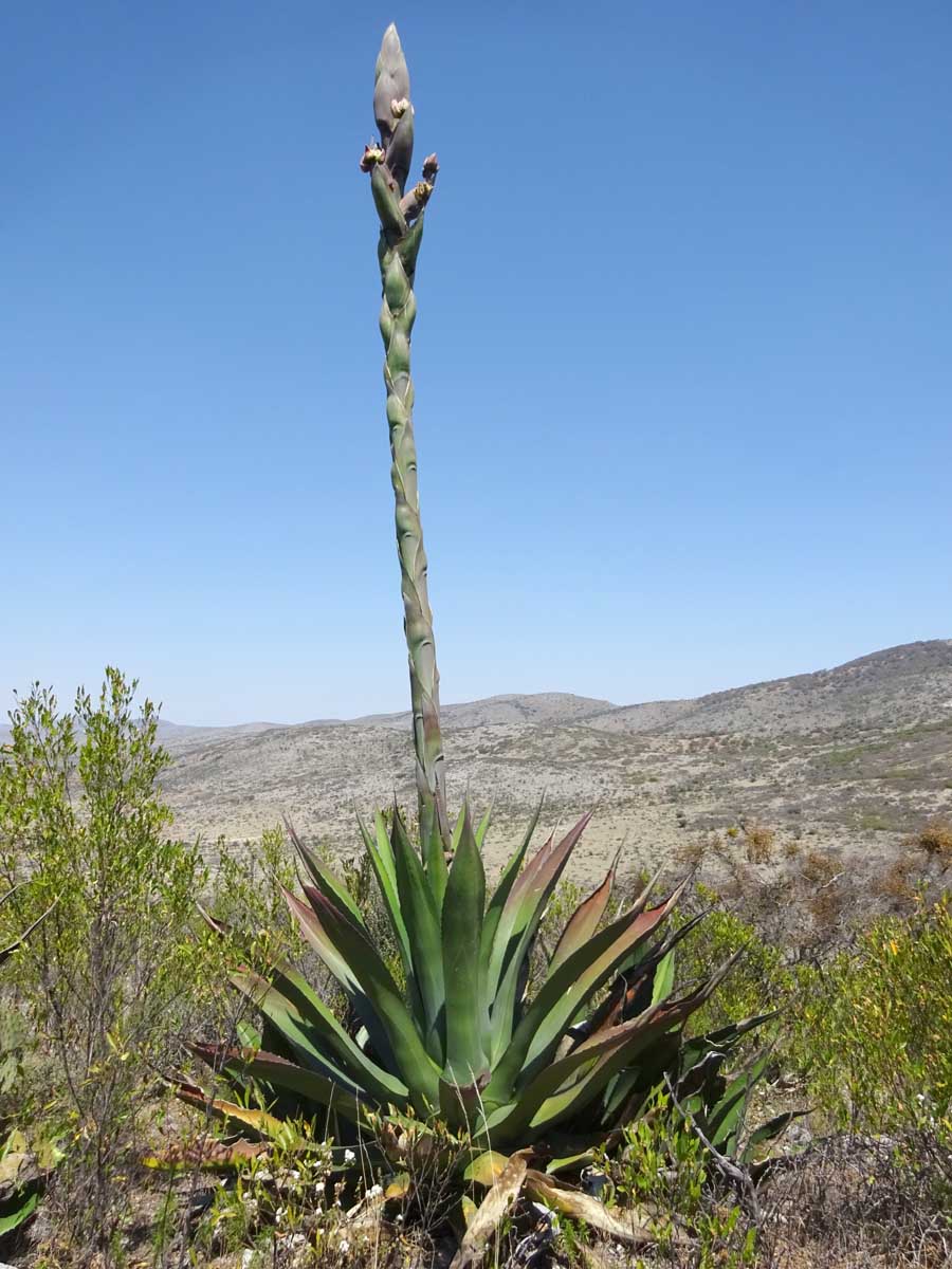 Изображение особи Agave salmiana.