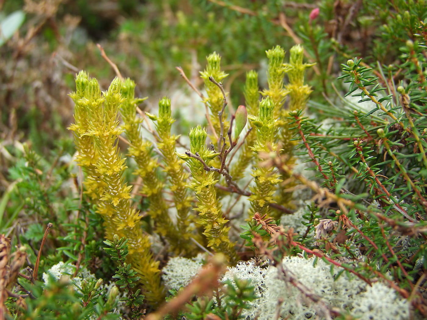 Image of Huperzia appressa specimen.