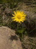 Doronicum oblongifolium