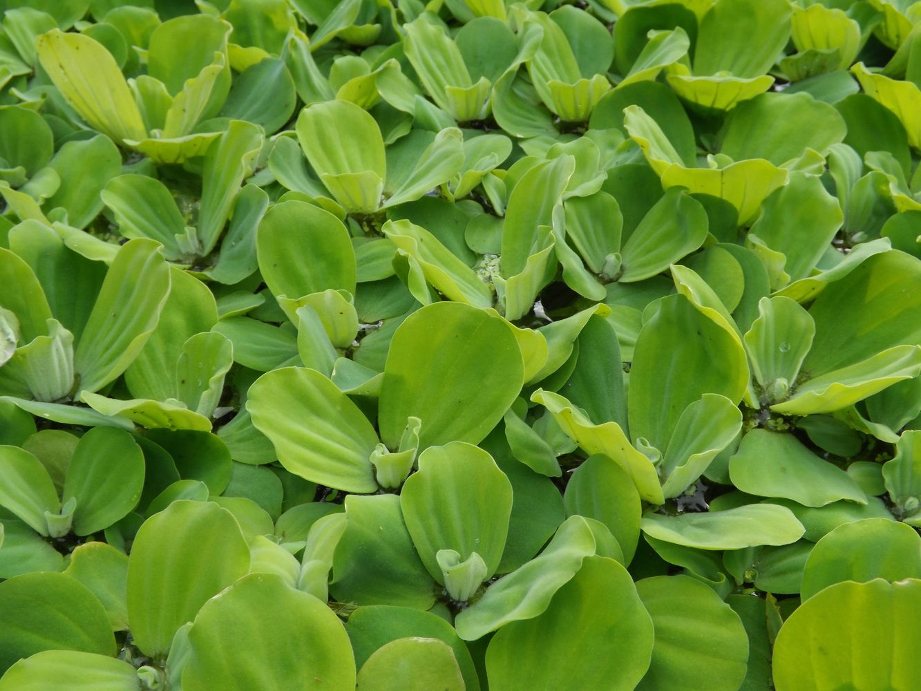 Изображение особи Pistia stratiotes.