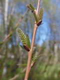 Salix purpurea. Часть побега с соцветиями. Марий Эл, г. Йошкар-Ола, Центральный парк. 10.05.2018.