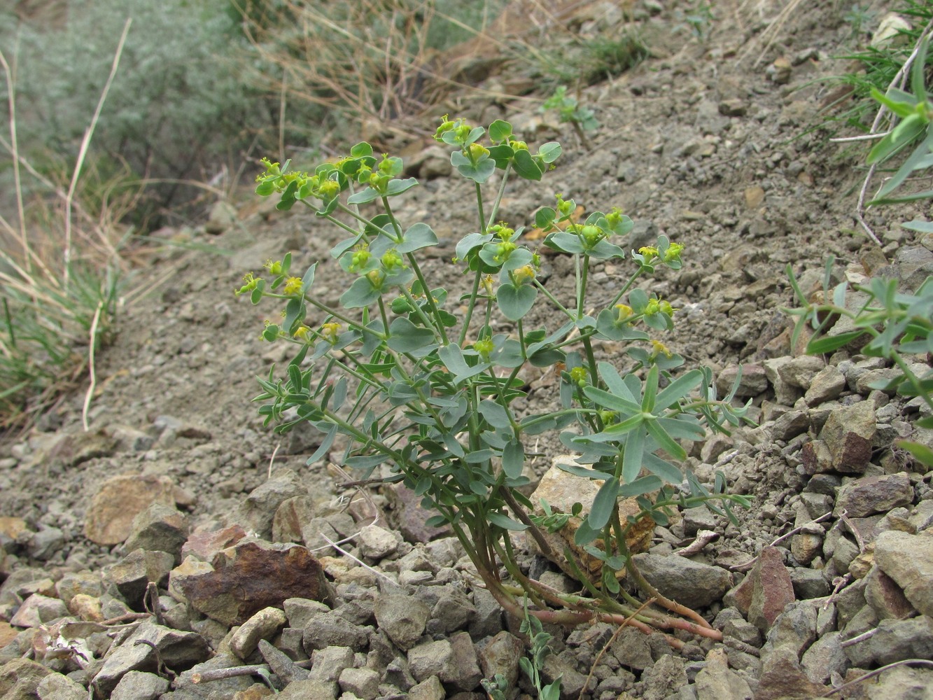 Изображение особи род Euphorbia.