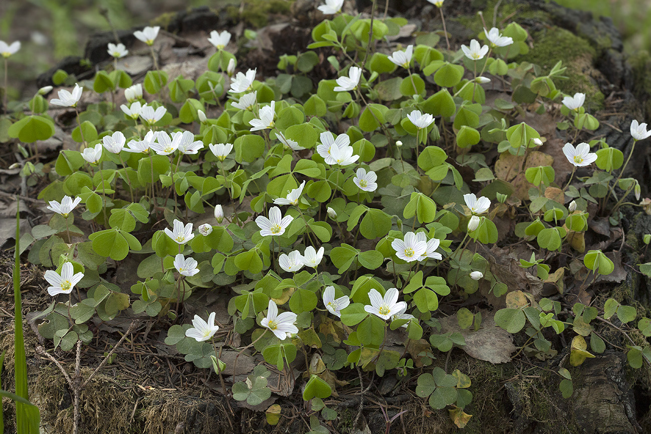 Изображение особи Oxalis acetosella.