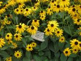 Rudbeckia разновидность sullivantii