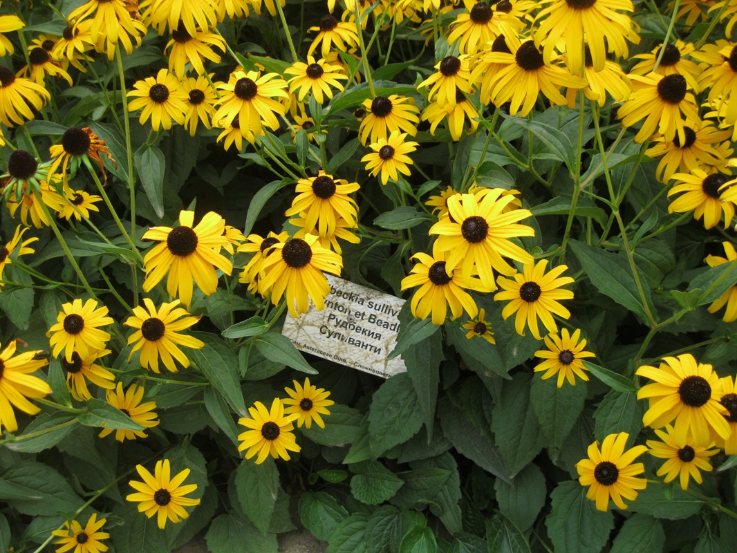 Image of Rudbeckia fulgida var. sullivantii specimen.