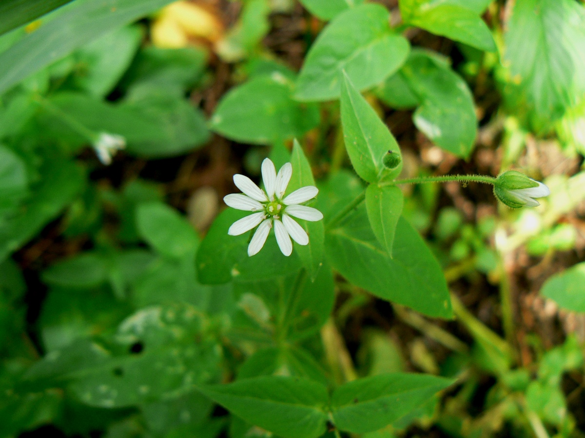 Изображение особи Myosoton aquaticum.