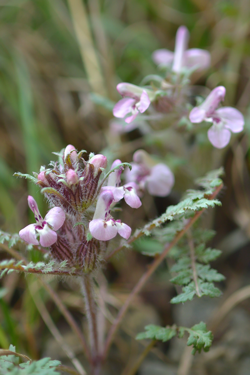 Image of Pedicularis semenowii specimen.