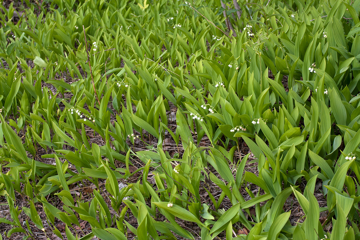 Image of Convallaria majalis specimen.