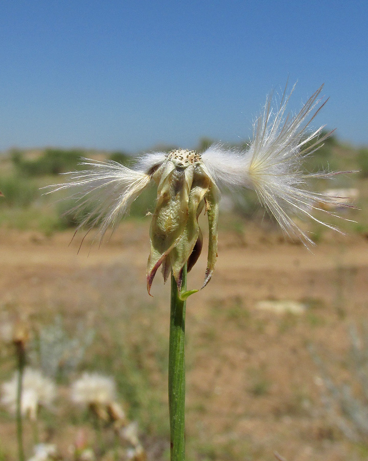 Image of Scorzonera biebersteinii specimen.