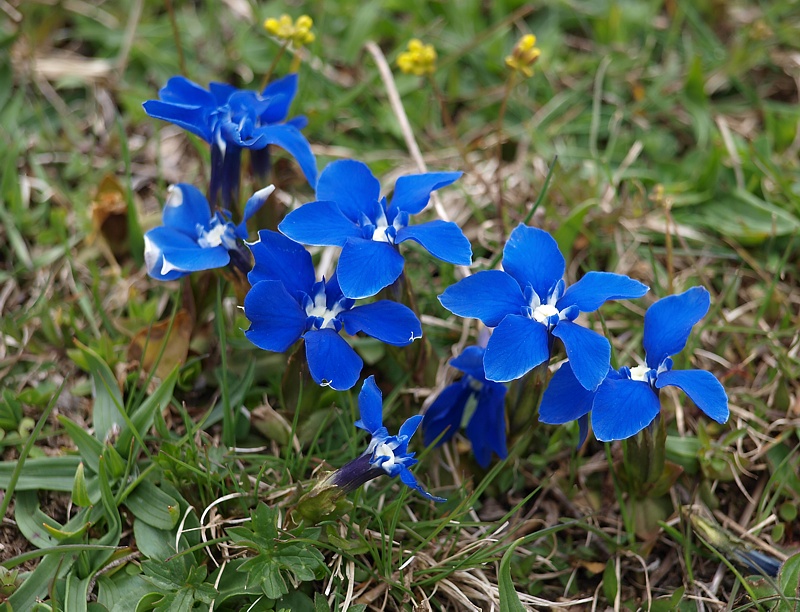 Image of Gentiana angulosa specimen.