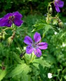 Geranium sylvaticum. Соцветия. Чувашия, окр. г. Шумерля, поляна в лесу за Низким полем. 20 мая 2008 г.