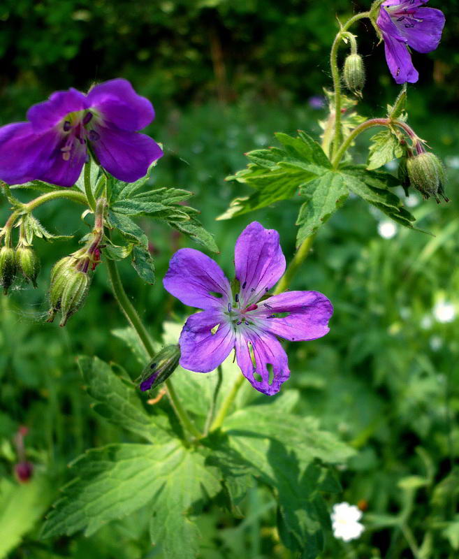 Изображение особи Geranium sylvaticum.