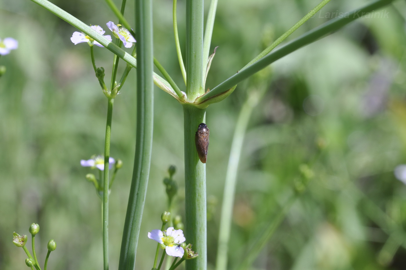 Image of Alisma plantago-aquatica specimen.